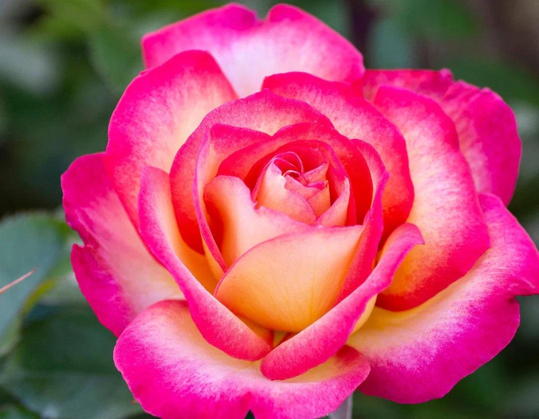 Sorbet Roses Floribunda Seeds for Planting – Heirloom, Non-GMO Flower Garden Seeds - Roses for planting in home garden